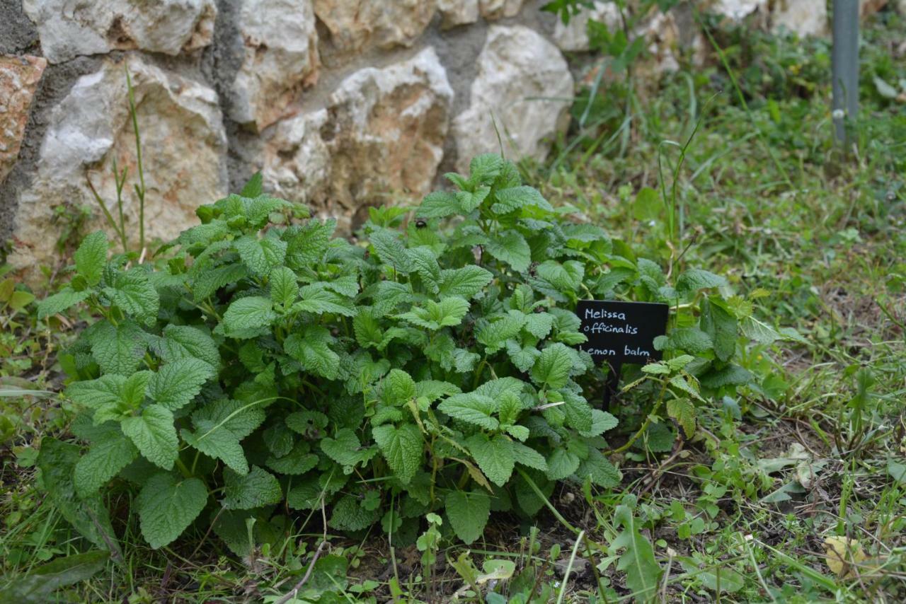 ליקסורי Lotus Sea View Apartments מראה חיצוני תמונה